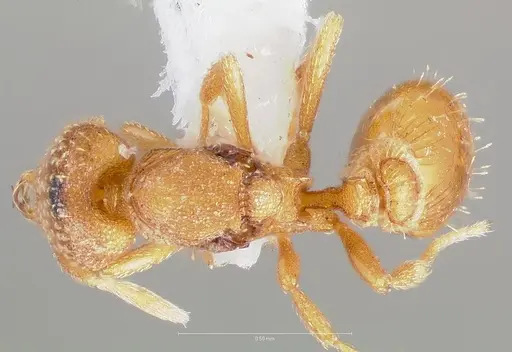 Strumigenys dolabra specimen CASENT0004368 image casent0004368_1