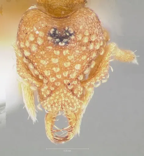 Strumigenys dolabra specimen CASENT0004368 image casent0004368_2
