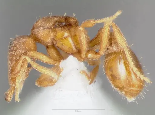 Strumigenys dolabra specimen CASENT0004368 image casent0004368_3