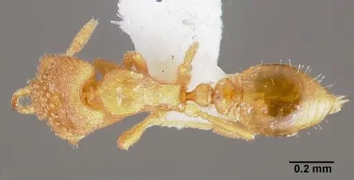 Strumigenys dolabra specimen CASENT0005523 image casent0005523_1