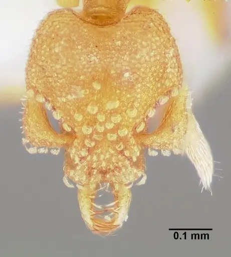 Strumigenys dolabra specimen CASENT0005523 image casent0005523_2