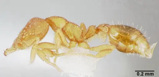 Strumigenys dolabra specimen CASENT0005523 image casent0005523_3