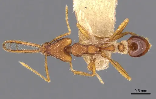 Strumigenys dolichognatha specimen CASENT0900429 image casent0900429_1