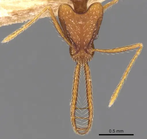 Strumigenys dolichognatha specimen CASENT0900429 image casent0900429_2