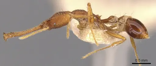 Strumigenys dolichognatha specimen CASENT0900429 image casent0900429_3