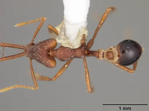 Strumigenys dolichognatha specimen USNMENT00441719 image usnment00441719_1