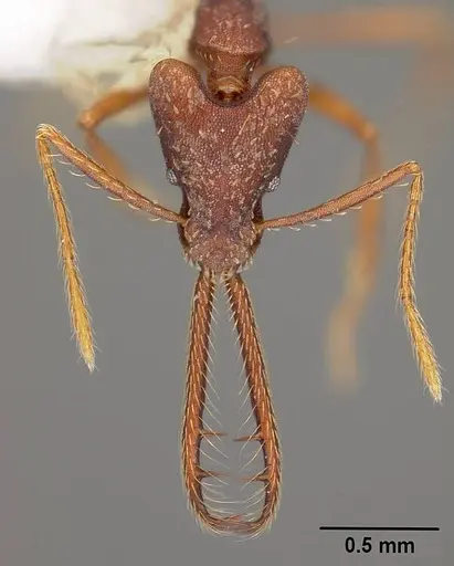Strumigenys dolichognatha specimen USNMENT00441719 image usnment00441719_2