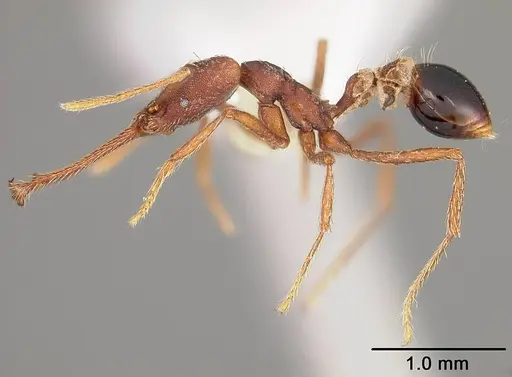 Strumigenys dolichognatha specimen USNMENT00441719 image usnment00441719_3