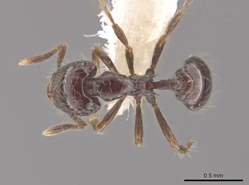 Strumigenys dontopagis specimen CASENT0648650 image casent0648650_1