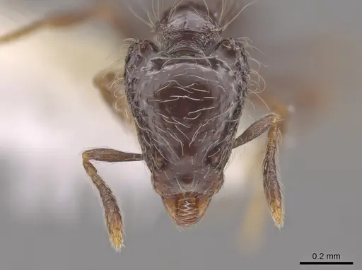Strumigenys dontopagis specimen CASENT0648650 image casent0648650_2