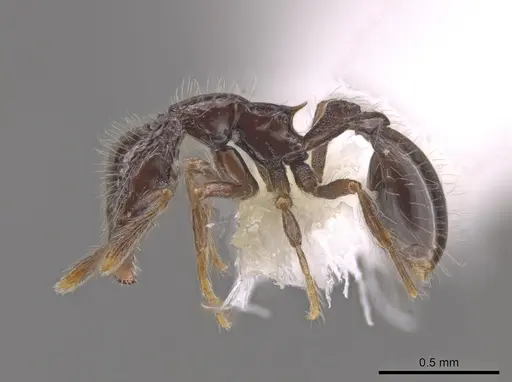 Strumigenys dontopagis specimen CASENT0648650 image casent0648650_3