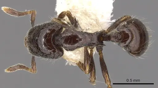 Strumigenys dontopagis specimen CASENT0900212 image casent0900212_1