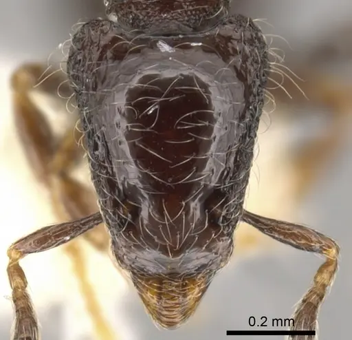 Strumigenys dontopagis specimen CASENT0900212 image casent0900212_2
