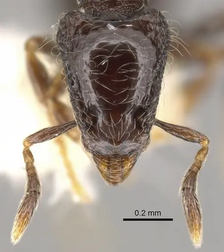 Strumigenys dontopagis specimen CASENT0900212 image casent0900212_3