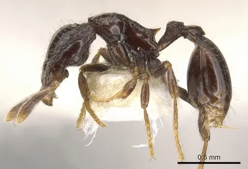 Strumigenys dontopagis specimen CASENT0900212 image casent0900212_4