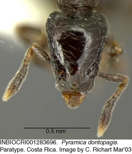 Strumigenys dontopagis specimen INBIOCRI001283696 image inbiocri001283696_1