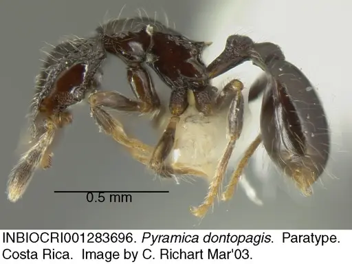 Strumigenys dontopagis specimen INBIOCRI001283696 image inbiocri001283696_2