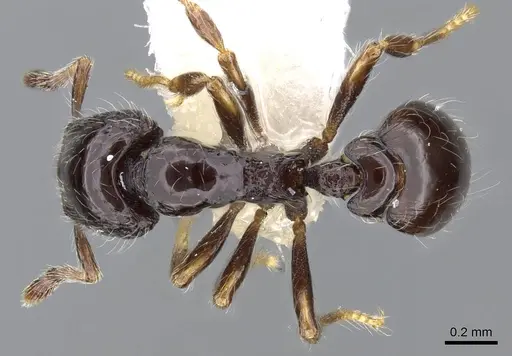 Strumigenys dontopagis specimen INBIOCRI002272042 image inbiocri002272042_1