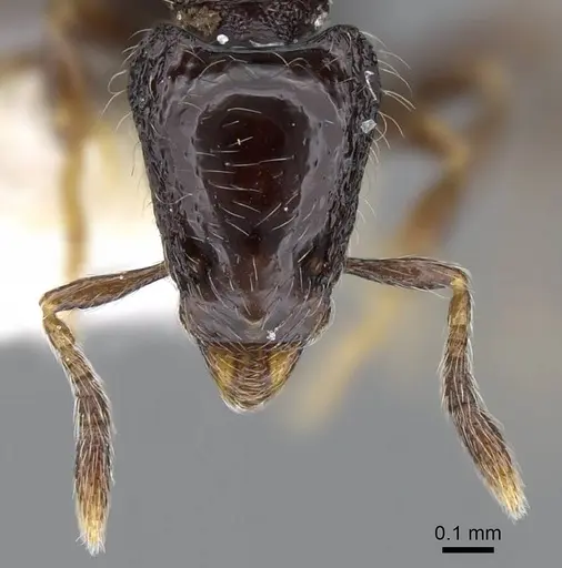 Strumigenys dontopagis specimen INBIOCRI002272042 image inbiocri002272042_2