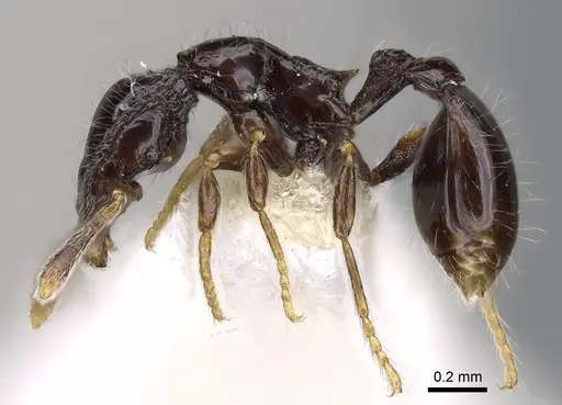 Strumigenys dontopagis specimen INBIOCRI002272042 image inbiocri002272042_3