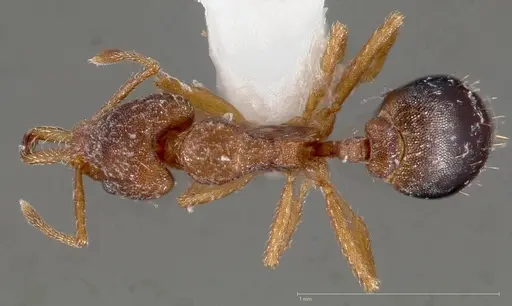 Strumigenys dora specimen CASENT0005524 image casent0005524_1
