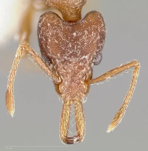 Strumigenys dora specimen CASENT0005524 image casent0005524_2