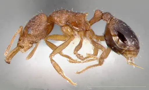 Strumigenys dora specimen CASENT0005524 image casent0005524_3