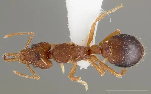 Strumigenys dora specimen CASENT0005525 image casent0005525_1