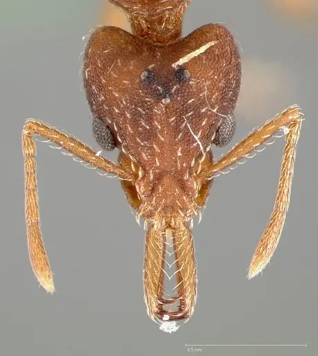 Strumigenys dora specimen CASENT0005525 image casent0005525_2
