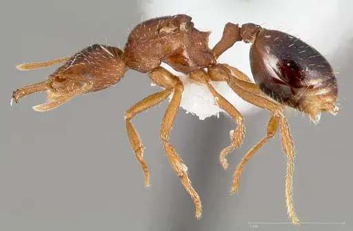 Strumigenys dora specimen CASENT0005525 image casent0005525_3