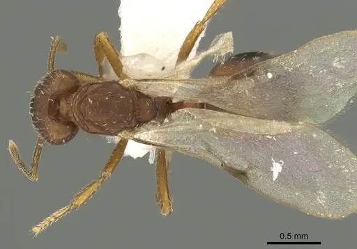 Strumigenys dora specimen CASENT0900699 image casent0900699_1
