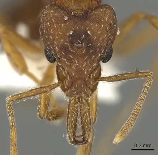 Strumigenys dora specimen CASENT0900699 image casent0900699_2