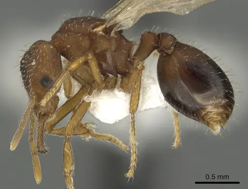 Strumigenys dora specimen CASENT0900699 image casent0900699_3