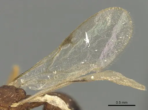 Strumigenys dora specimen CASENT0900699 image casent0900699_4