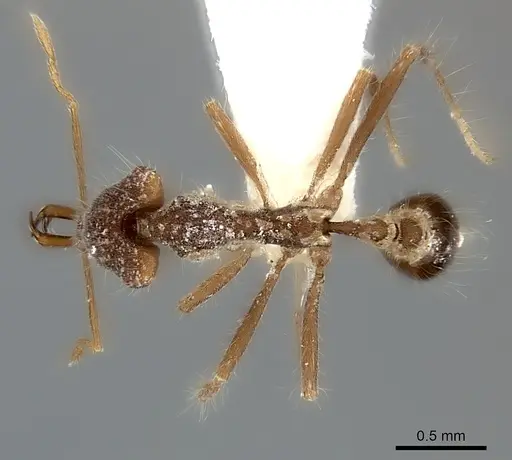 Strumigenys doriae specimen CASENT0217948 image casent0217948_1