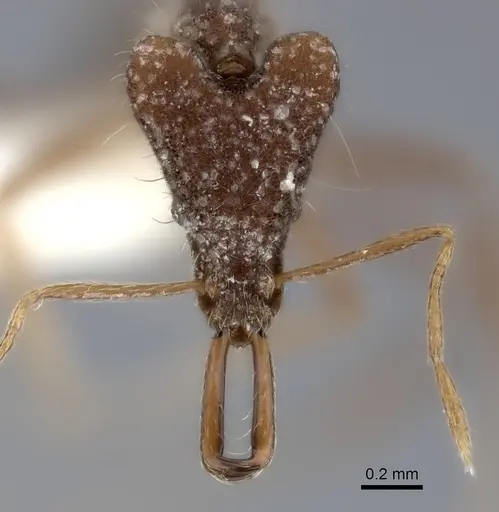 Strumigenys doriae specimen CASENT0217948 image casent0217948_2