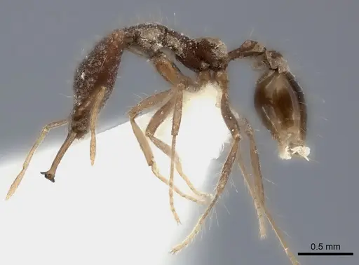 Strumigenys doriae specimen CASENT0217948 image casent0217948_3