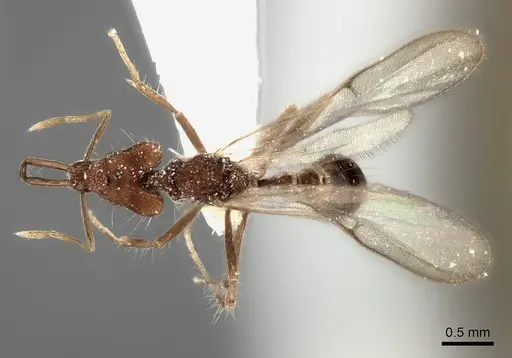 Strumigenys doriae specimen CASENT0217949 image casent0217949_1