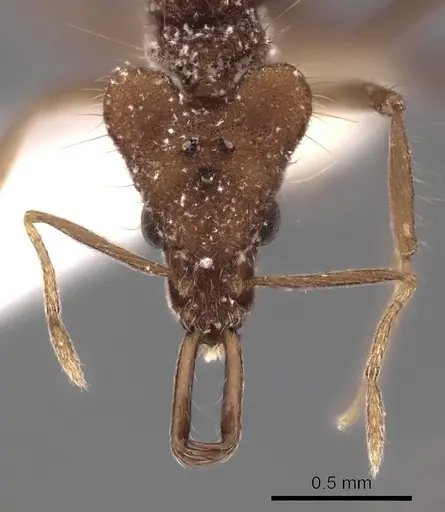 Strumigenys doriae specimen CASENT0217949 image casent0217949_2