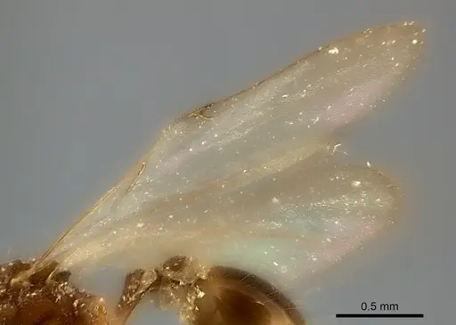 Strumigenys doriae specimen CASENT0217949 image casent0217949_4