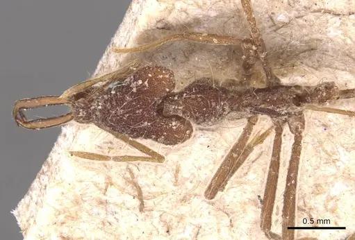 Strumigenys doriae specimen CASENT0905784 image casent0905784_1