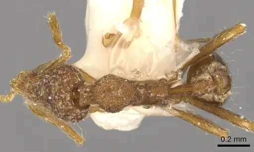 Strumigenys doryceps specimen CASENT0900198 image casent0900198_1