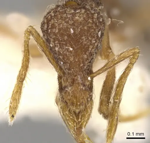 Strumigenys doryceps specimen CASENT0900198 image casent0900198_2