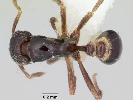 Strumigenys dotaja specimen CASENT0102587 image casent0102587_1