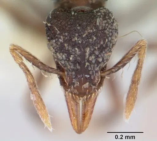 Strumigenys dotaja specimen CASENT0102587 image casent0102587_2