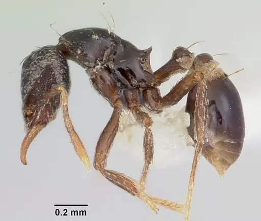 Strumigenys dotaja specimen CASENT0102587 image casent0102587_3