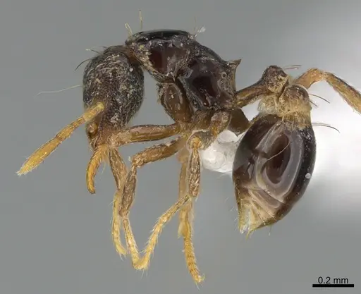 Strumigenys dotaja specimen CASENT0418138 image casent0418138_1