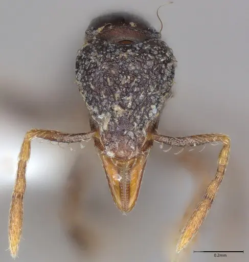 Strumigenys dotaja specimen CASENT0763610 image casent0763610_1