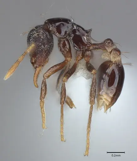 Strumigenys dotaja specimen CASENT0763610 image casent0763610_2