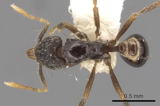 Strumigenys dotaja specimen CASENT0900065 image casent0900065_1